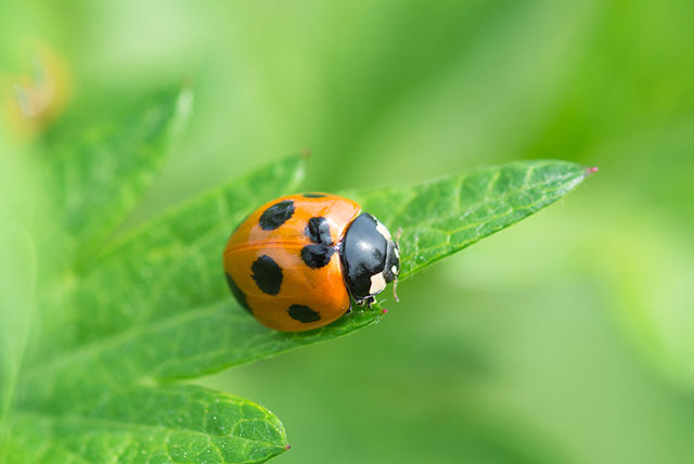 夢占い 虫の夢の意味は 初夢 正夢 夢診断 無料占いcoemi コエミ 当たる無料占いメディア