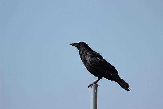 夢占い カラスの夢の意味は 初夢 正夢 夢診断 無料占いcoemi コエミ 当たる無料占いメディア