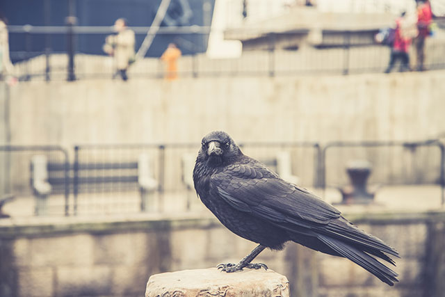 夢占い カラスの夢の意味は 初夢 正夢 夢診断 無料占いcoemi コエミ 当たる無料占いメディア