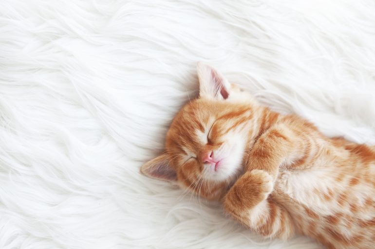 夢占い 子猫の夢の意味は 初夢 正夢 夢診断 無料占いcoemi コエミ 当たる無料占いメディア