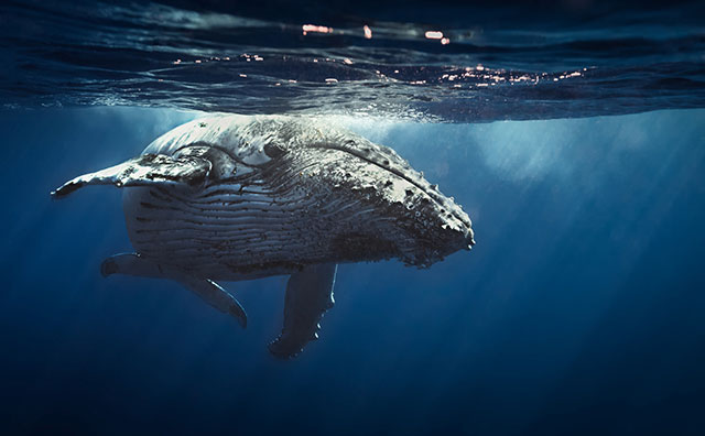 夢占い 水族館の夢の意味は 初夢 正夢 夢診断 無料占いcoemi コエミ 当たる無料占いメディア