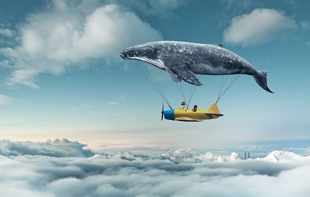 夢占い クジラの夢の意味は 初夢 正夢 夢診断 無料占いcoemi コエミ 当たる無料占いメディア