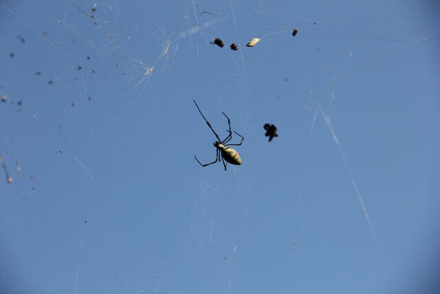 夢占い 蜘蛛の夢の意味は 初夢 正夢 夢診断 無料占いcoemi コエミ 当たる無料占いメディア