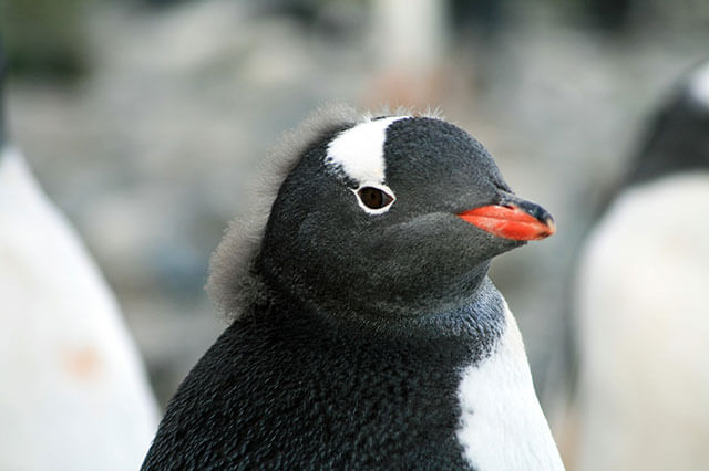 夢占い ペンギンの夢の意味は 初夢 正夢 夢診断 無料占いcoemi コエミ 当たる無料占いメディア