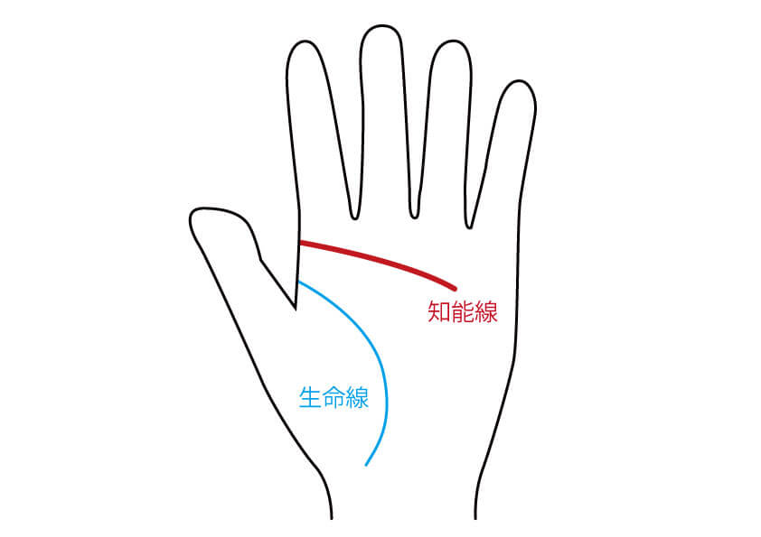 手相からあなたの性格をズバリ解説 あなたの知能線はどのタイプ 無料占いcoemi コエミ 当たる無料占いメディア