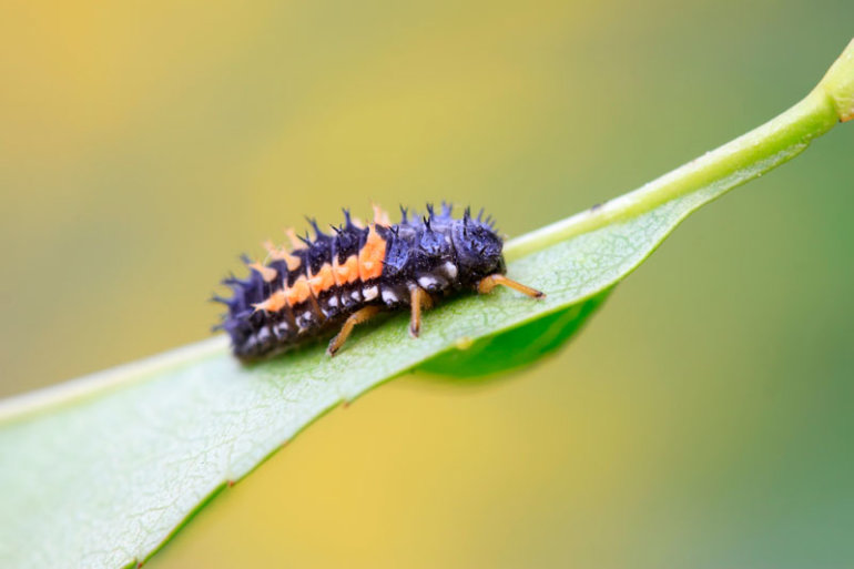 夢占いてんとう虫の夢の意味は？初夢・正夢・夢診断 無料占いcoemi(コエミ)当たる無料占いメディア