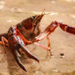 夢占い 先輩の夢の意味は 初夢 正夢 夢診断 無料占いcoemi コエミ 当たる無料占いメディア